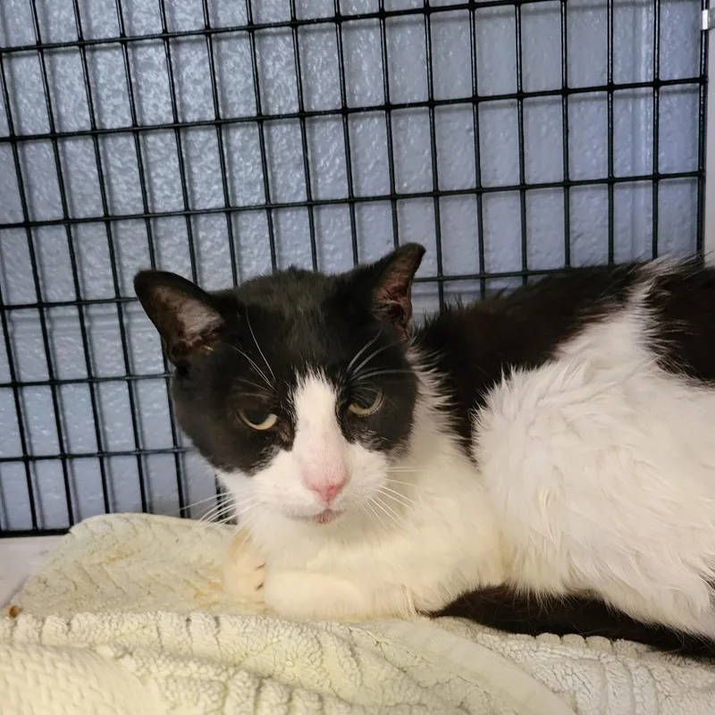 An adult medium-sized female Black Domestic Short Hair cat named Mitochondria! for adoption in Ruckersville, VA