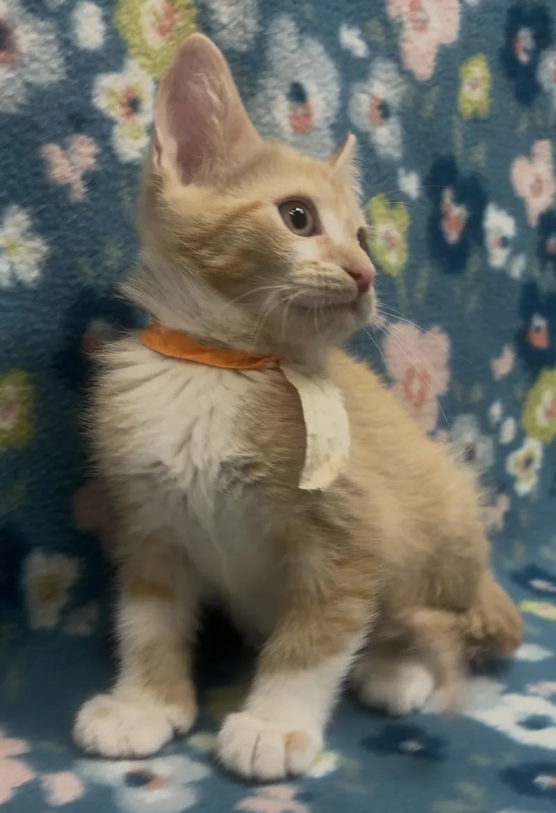 A baby medium-sized male Orange & White Domestic Short Hair cat named Cornelius for adoption in Payson, AZ