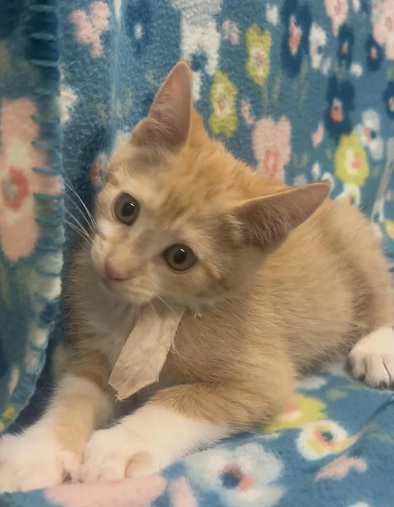 Cornelius thumbnail 2