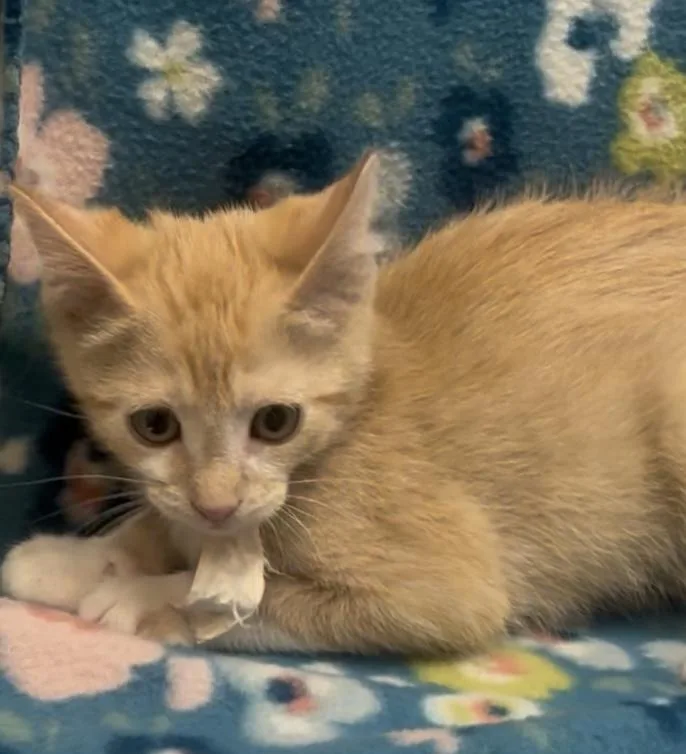 Cornelius thumbnail 3