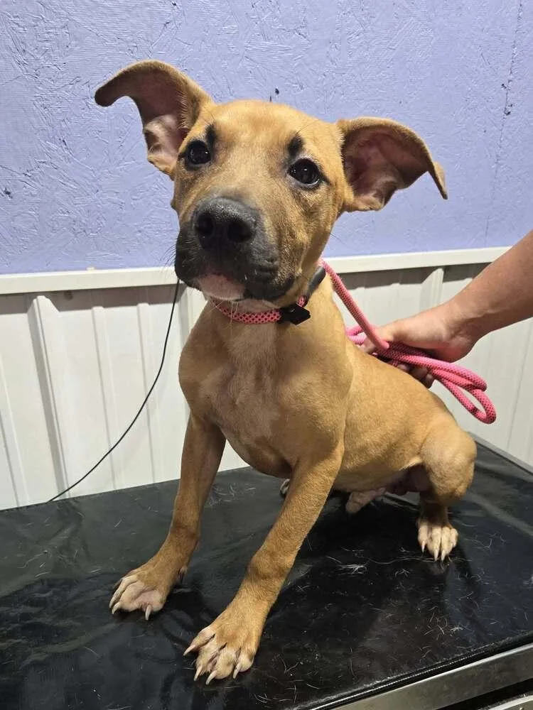 A young medium-sized male Yellow / Tan / Blond / Fawn Boxer dog named Rascal for adoption in Waverly, OH