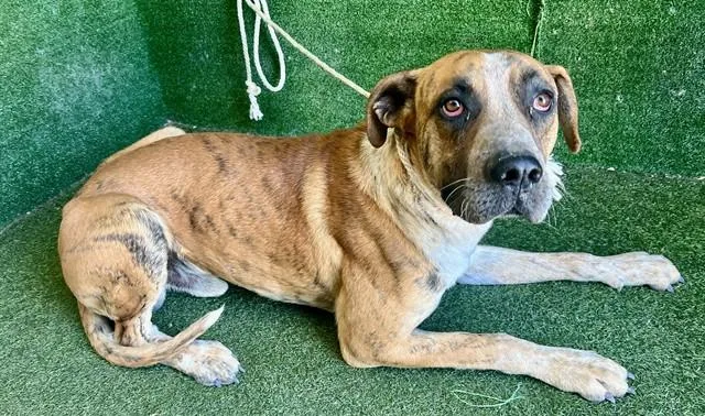 A young extra large-sized male Great Dane dog named Rambo for adoption in Lancaster, CA