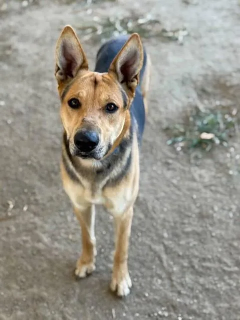 An adult medium-sized male Shepherd dog named Zen for adoption in Riverside, CA