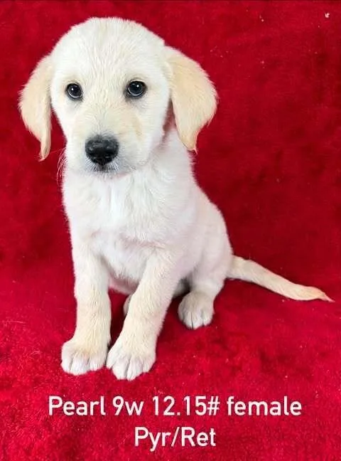 A baby large-sized female White / Cream Great Pyrenees dog named Pearl for adoption in Brewster , NY