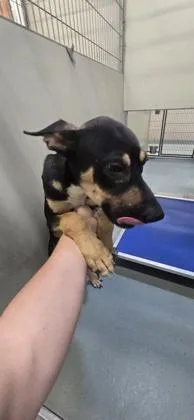 An adult large-sized male Mixed Breed dog named Draco for adoption in New Orleans, LA