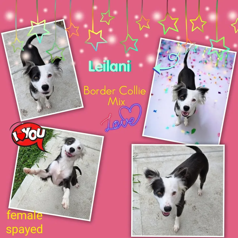 Leilani Brt thumbnail 5