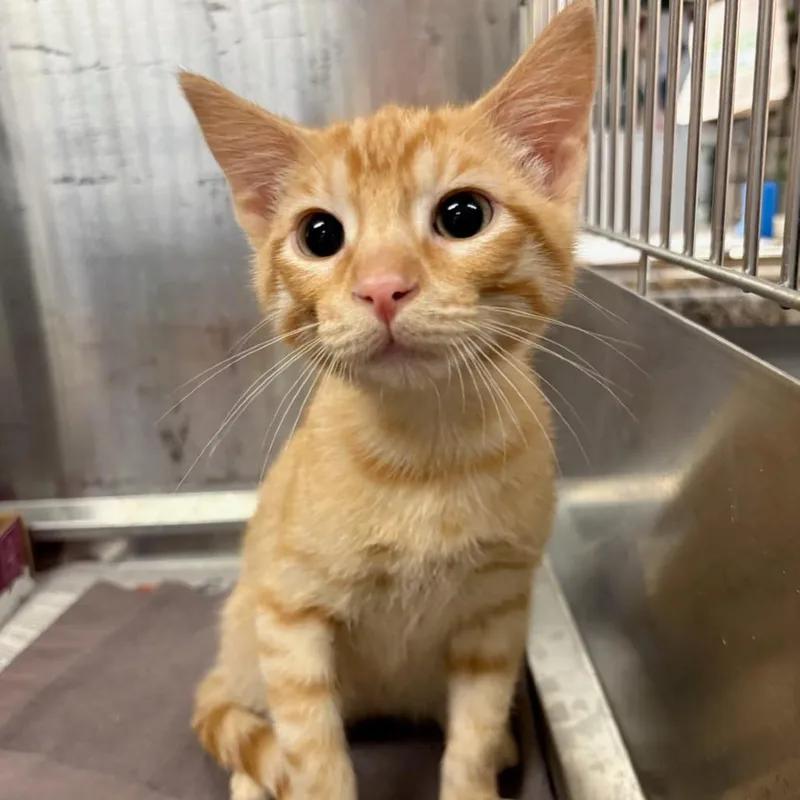 A baby small-sized male Orange / Red Domestic Short Hair cat named Rock Hudson for adoption in Belleville, IL