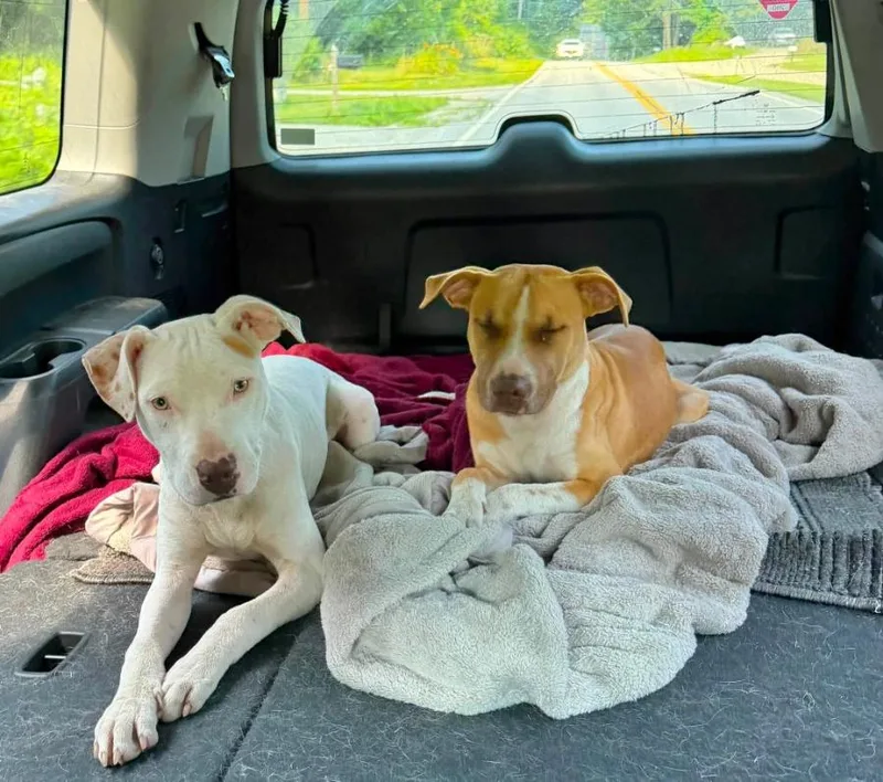 A baby medium-sized male Yellow / Tan / Blond / Fawn Pit Bull Terrier dog named Graham for adoption in Wells, VT