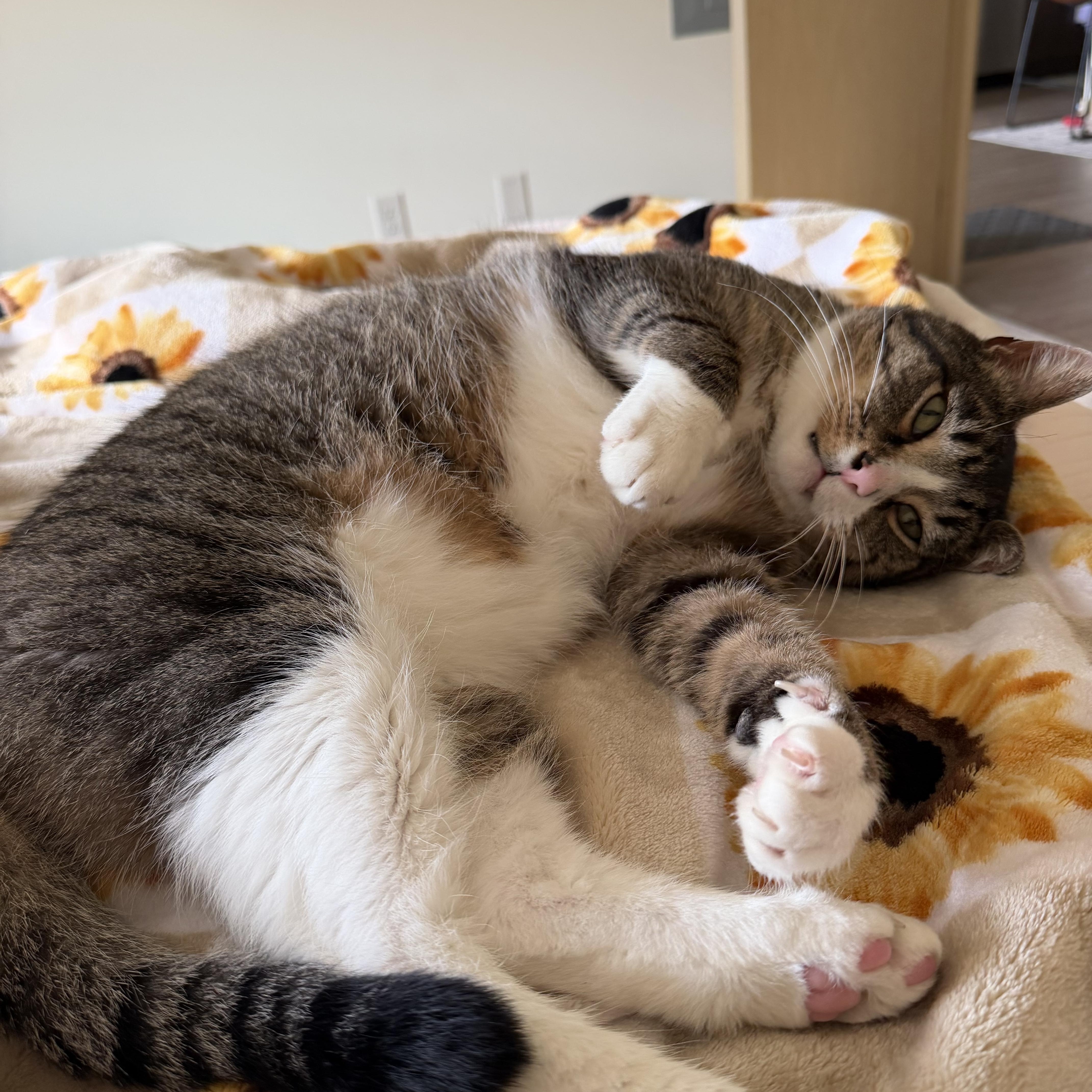 An adult large-sized male Domestic Short Hair cat named Squish for adoption in Oregon, WI