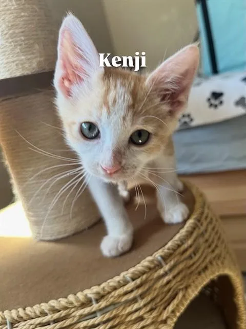 A baby small-sized male Domestic Short Hair cat named Kenji for adoption in Modesto, CA