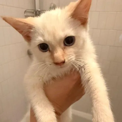 A baby small-sized male White Domestic Short Hair cat named Tuna Turner for adoption in Staten Island, NY