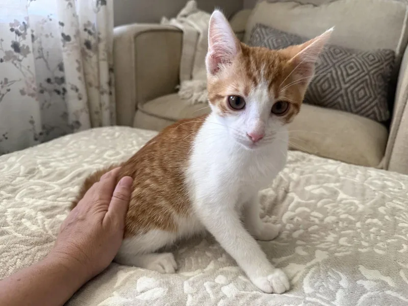 A baby medium-sized male Tabby cat named Vladi for adoption in Fenton, MO