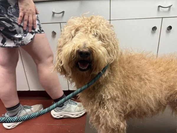 An adult large-sized female Labradoodle dog named Matte for adoption in Salisbury, MD