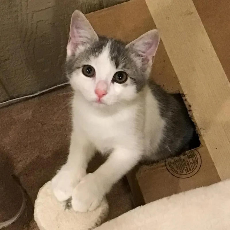 A baby small-sized female Gray / Blue / Silver Domestic Short Hair cat named Trisha for adoption in Abingdon, MD