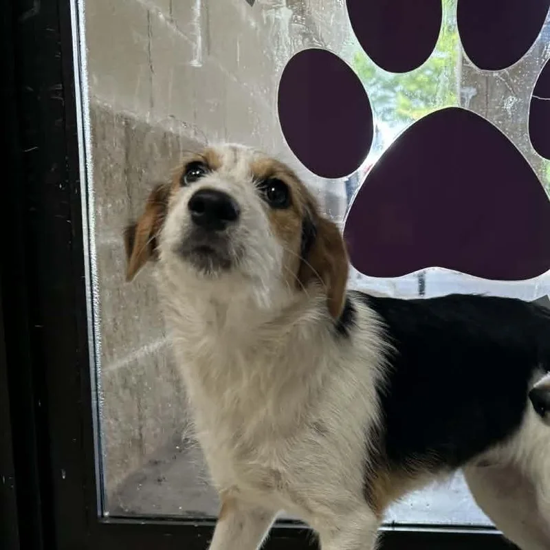 A young small-sized female Black Mixed Breed dog named Smudge for adoption in Lufkin, TX