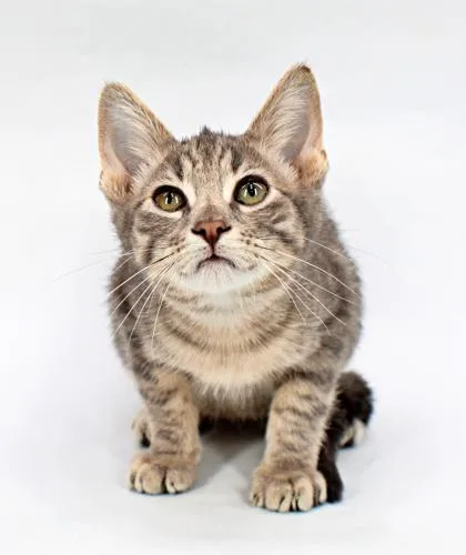 A baby small-sized male Domestic Short Hair cat named Bender for adoption in Morton Grove, IL