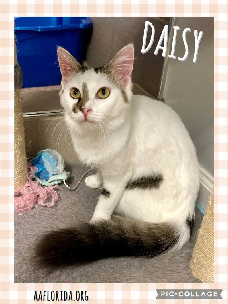 Daisy
