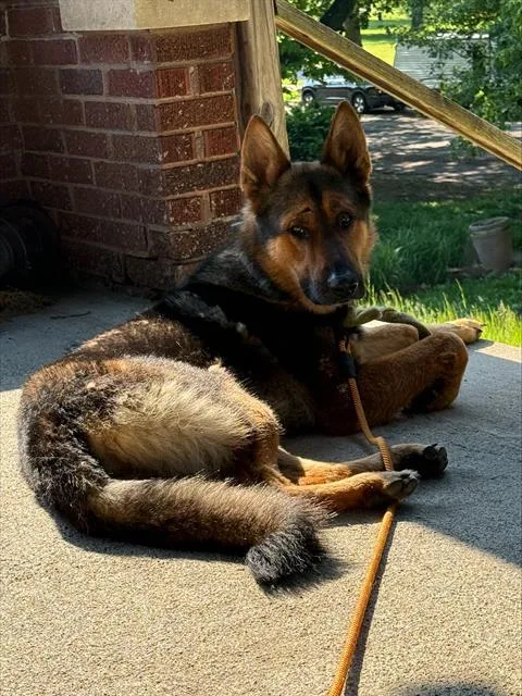 An adult large-sized male German Shepherd Dog dog named Cilantro for adoption in Indianapolis, IN