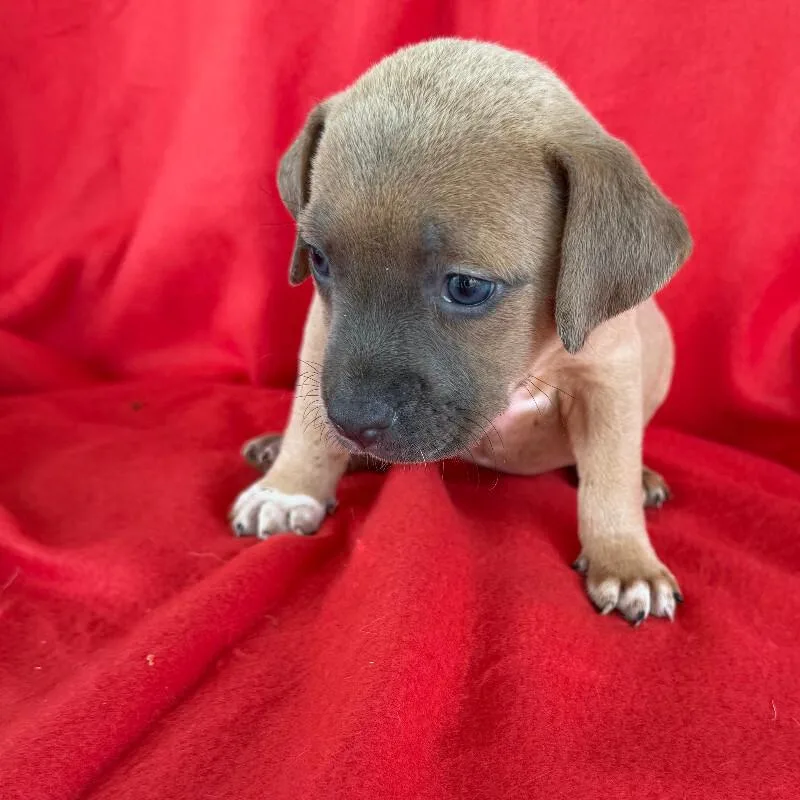 A baby small-sized female Yellow / Tan / Blond / Fawn Jack Russell Terrier dog named Huckleberry for adoption in Partlow, VA