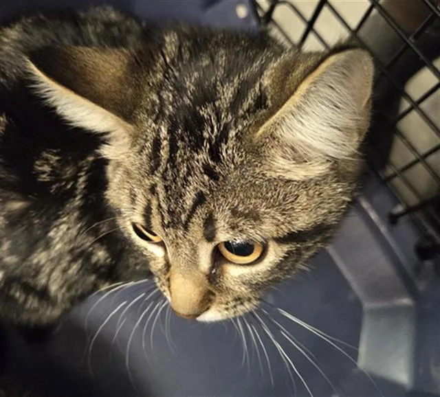 A young small-sized male Domestic Short Hair cat named Lucky for adoption in Casper, WY