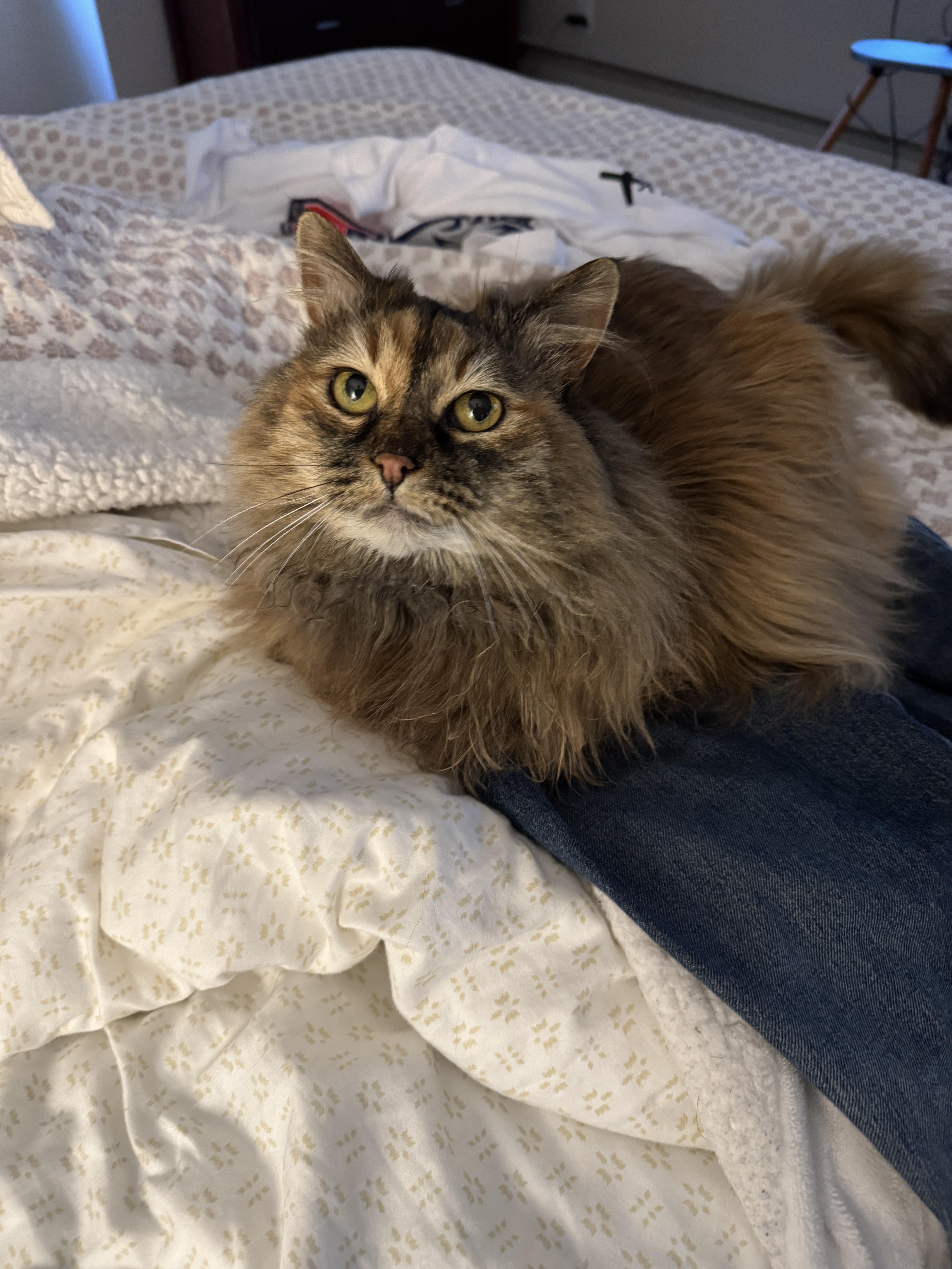Luna thumbnail 2