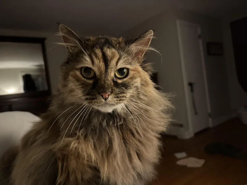 Luna thumbnail 4