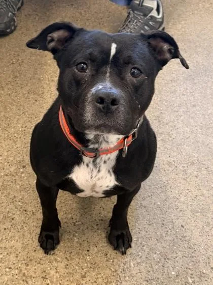 A young medium-sized female Black American Staffordshire Terrier dog named Laylay for adoption in Cleveland, OH