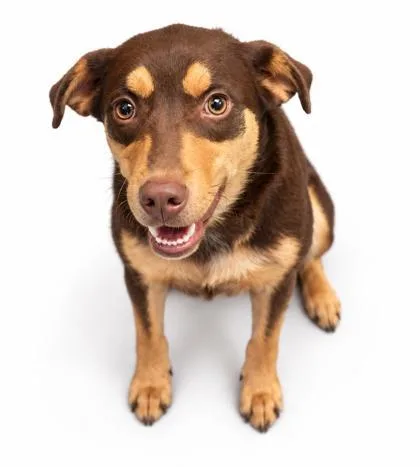 A young medium-sized female Retriever dog named Baby Girl for adoption in Bowling Green, KY