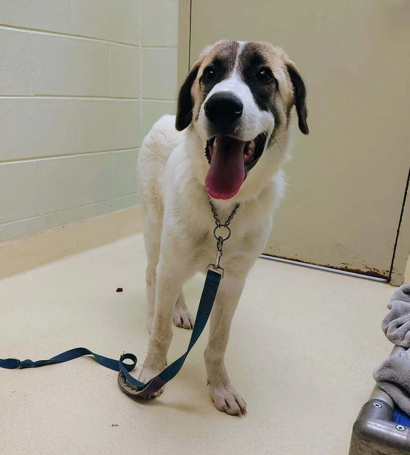 A young medium-sized male Great Pyrenees dog named Beethoven for adoption in Kalamazoo, MI