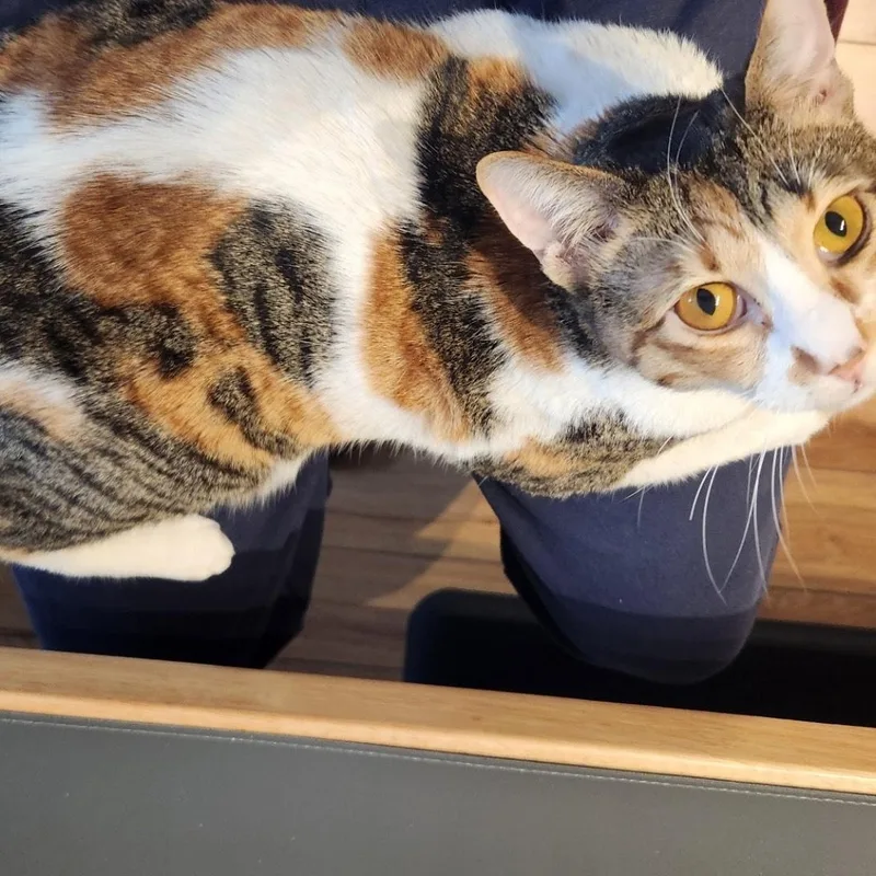 A young medium-sized female Calico Domestic Short Hair cat named Chillie for adoption in Fairfax, VA