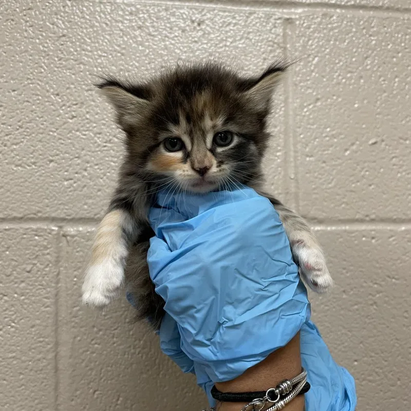 A baby small-sized female Domestic Medium Hair cat named Kuromi for adoption in Birmingham, AL