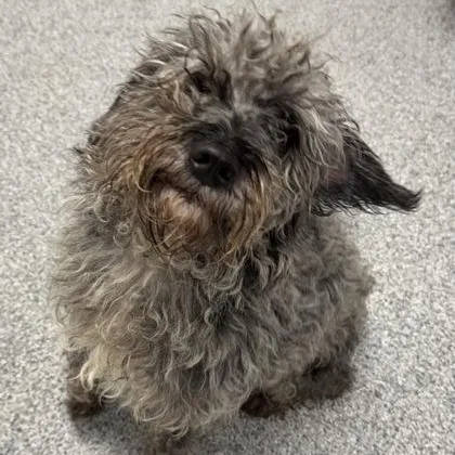 An adult small-sized male Gray / Blue / Silver Miniature Poodle dog named Chia for adoption in Tinley Park, IL