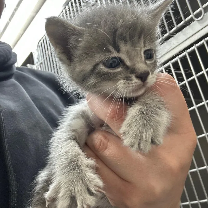 A baby small-sized male Domestic Short Hair cat named Hudson for adoption in Coos Bay, OR