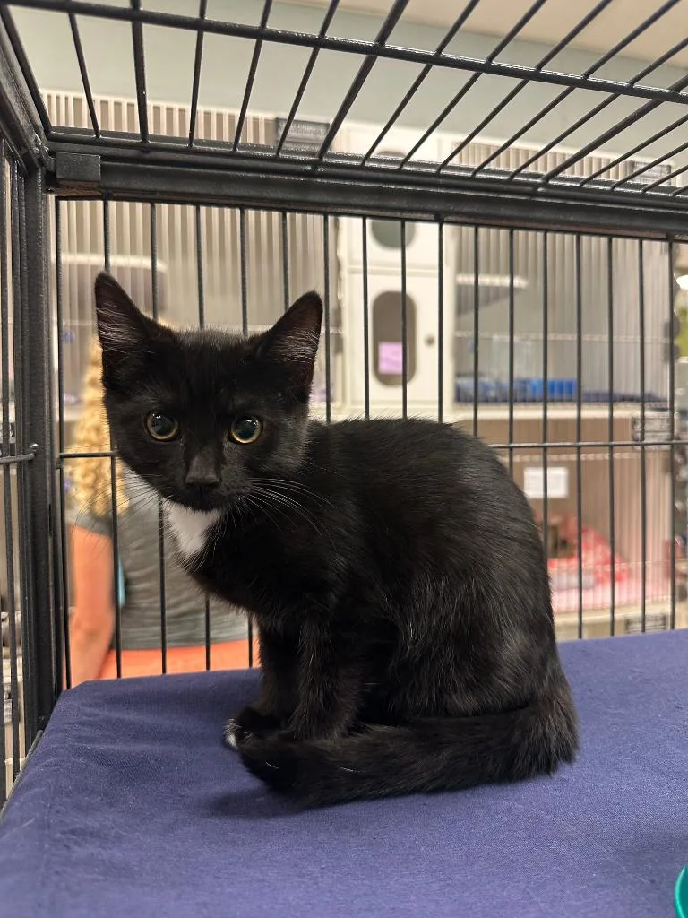 A baby small-sized female Domestic Short Hair cat named FiFi for adoption in Johnson City, TN