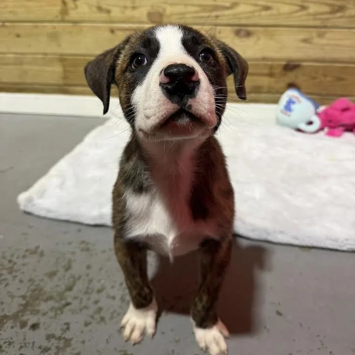 A baby medium-sized male Brindle Mixed Breed dog named Groot for adoption in Wappingers Falls, NY