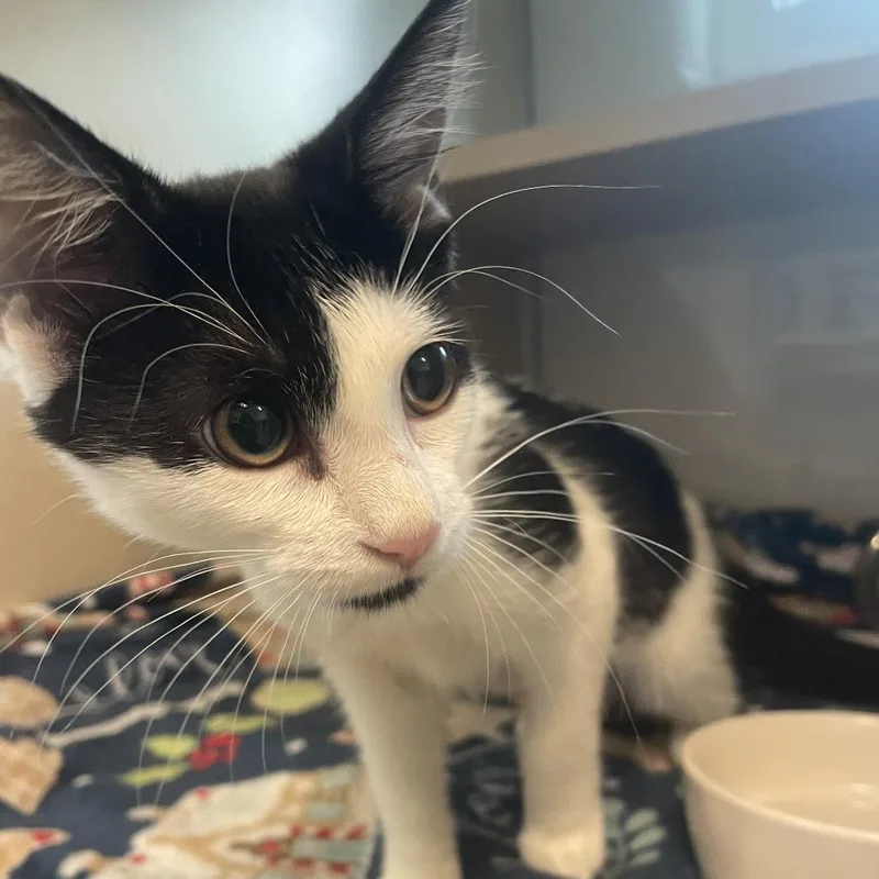 A baby small-sized female Black Domestic Short Hair cat named Anne Bonny for adoption in Gloucester, VA