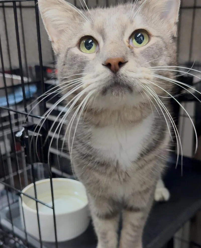 A young medium-sized male Tabby cat named Tulum for adoption in Miami, FL