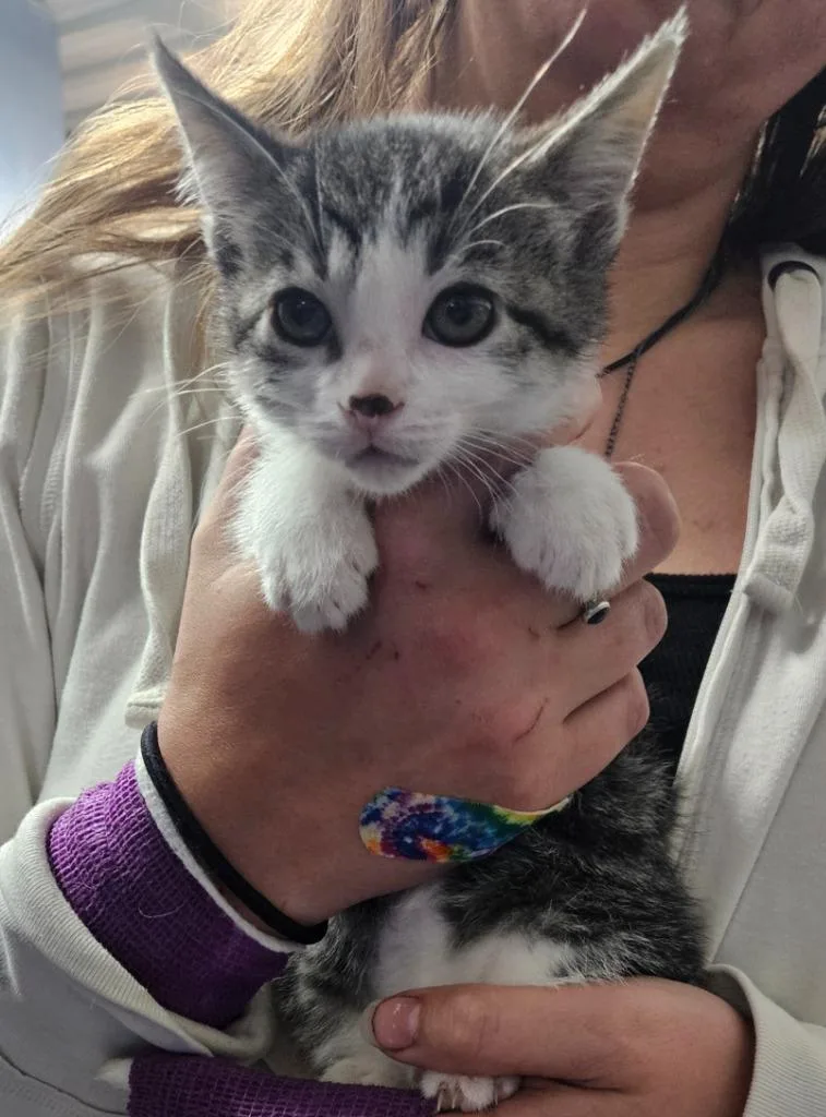 A baby small-sized female Tabby cat named Harley for adoption in Virginia, MN