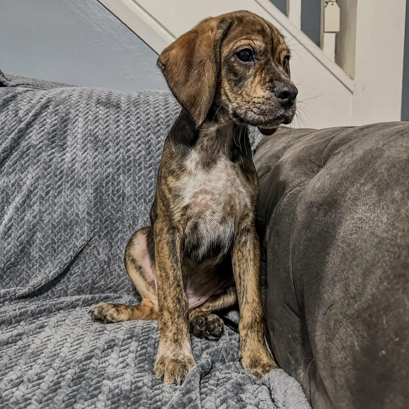 A baby large-sized male Brindle Plott Hound dog named Brutus for adoption in Charleston , WV