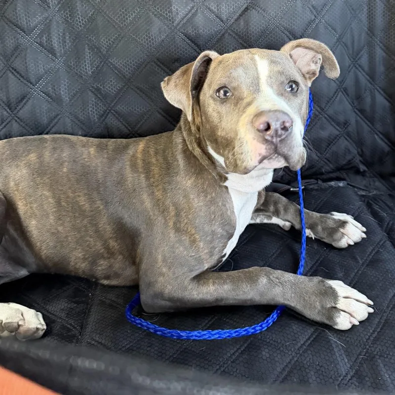 A young medium-sized female Brindle Pit Bull Terrier dog named Coming Soon!!! for adoption in Chicago, IL