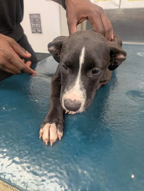 A young medium-sized female Black Mixed Breed dog named Panther for adoption in Mobile, AL