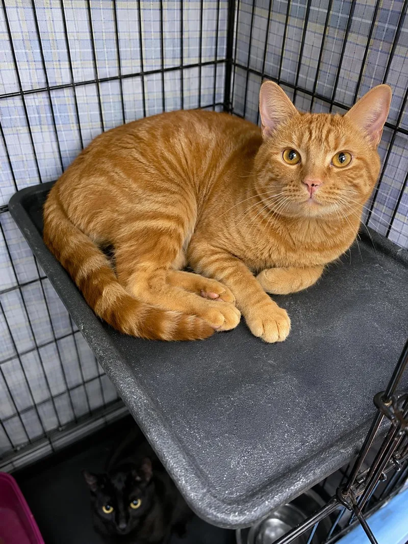 A young medium-sized male Orange / Red Domestic Short Hair cat named Simon for adoption in Stamford, CT