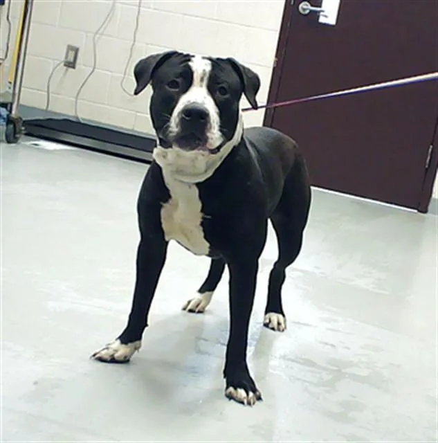 A young medium-sized male Pit Bull Terrier dog named Panda for adoption in Fayetteville, NC