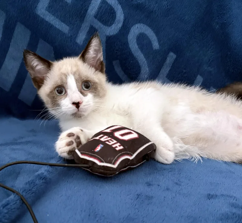 Cappuccino thumbnail 4