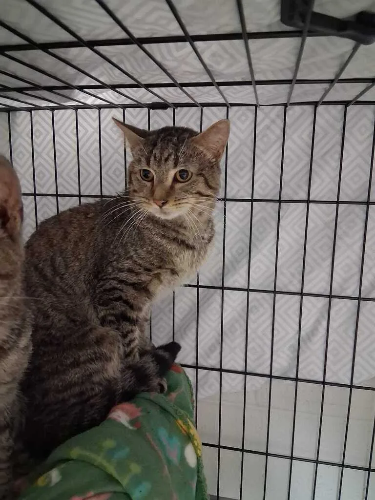 An adult small-sized male Tabby (Brown / Chocolate) Domestic Short Hair cat named Firefly for adoption in Cincinnati, OH