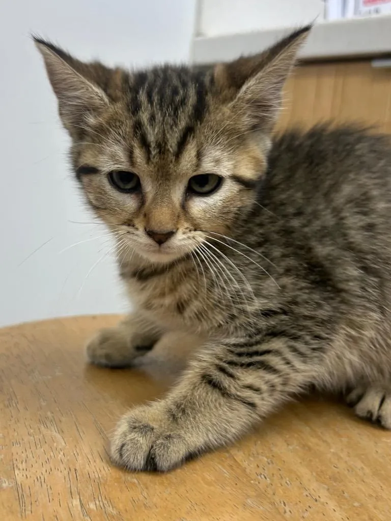 A baby small-sized female Domestic Short Hair cat named Eugenia for adoption in Hartsville, SC