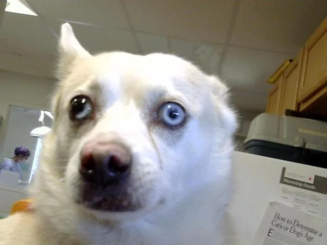 An adult medium-sized female Chihuahua dog named Strawberry for adoption in Albuquerque, NM