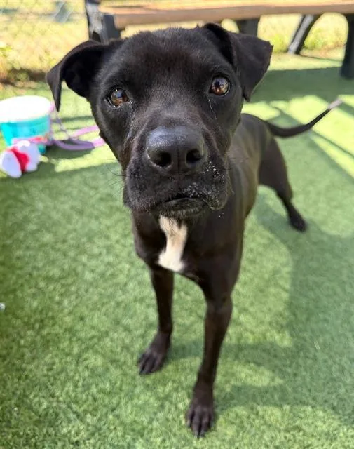An adult medium-sized female Mixed Breed dog named Cookie for adoption in Columbia, SC