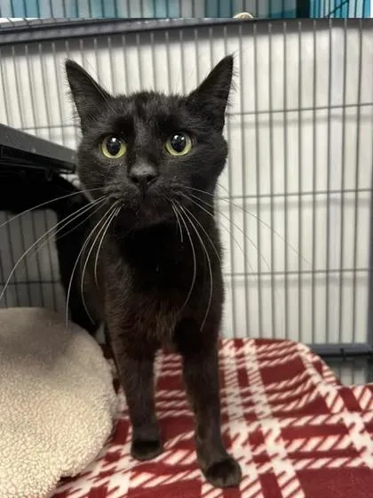A young small-sized female Domestic Short Hair cat named Oak for adoption in Aberdeen, SD