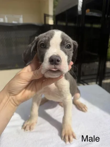 A baby small-sized male Mixed Breed dog named Yoda for adoption in West Chester, PA
